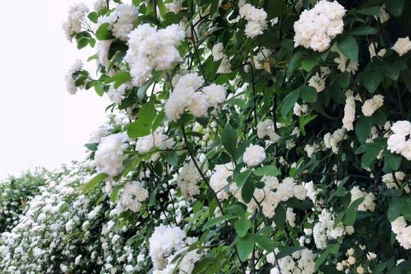 七里香花有毒吗 七里香不开花怎么办