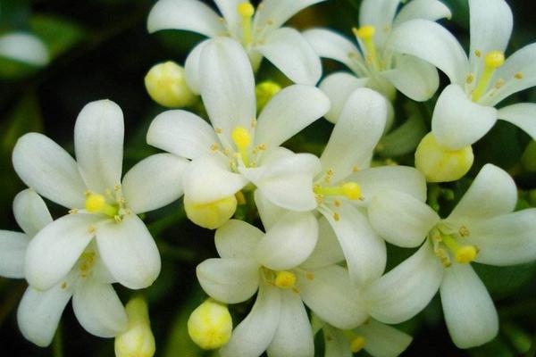 七里香花有毒吗 七里香不开花怎么办