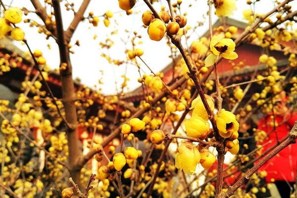 腊梅花可以用来泡茶喝吗 怎样制作腊梅花茶