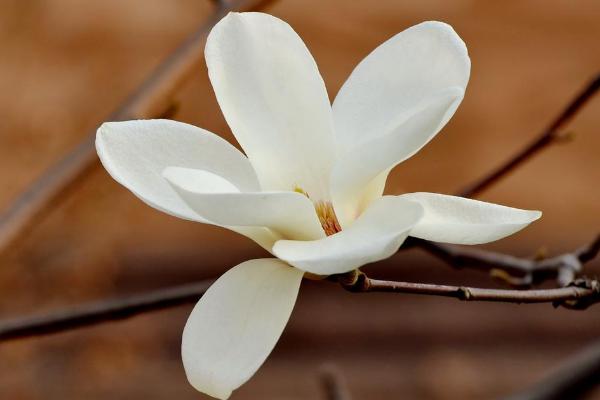 白兰花和白玉兰的区别是什么 白兰花什么时候开花