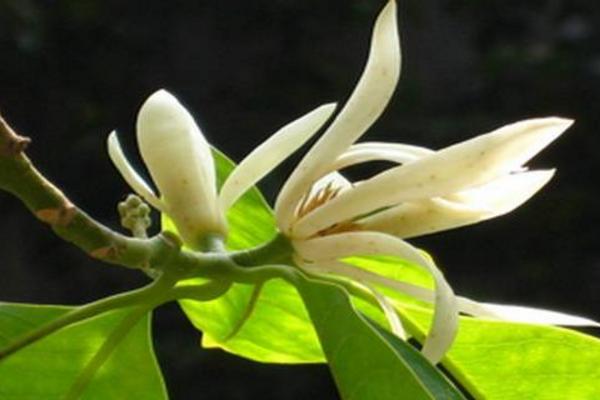 白兰花和白玉兰的区别是什么 白兰花什么时候开花