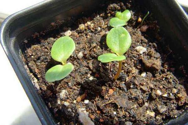 茶花凤仙什么时候开花 茶花凤仙花期是几月