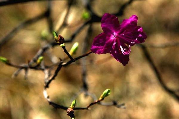 杜鹃花什么时候开 杜鹃花花期是几月