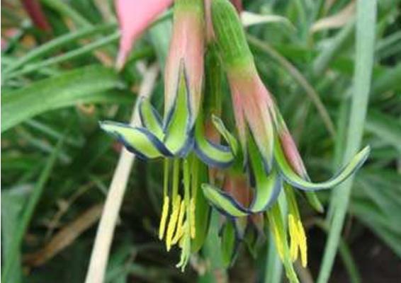 垂花水塔花是名贵花吗 垂花水塔花有毒吗