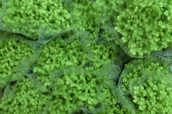 绿地珊瑚蕨有毒吗 绿地珊瑚蕨能放在室内卧室吗