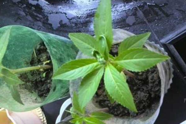 茶花凤仙有毒吗 茶花凤仙能放在室内卧室吗