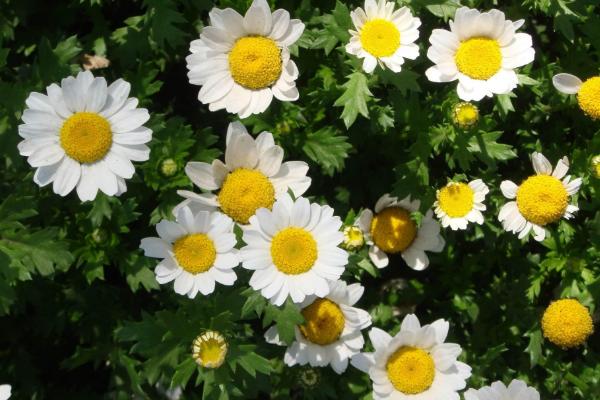 白晶菊和雏菊的区别是什么 白晶菊的生长环境