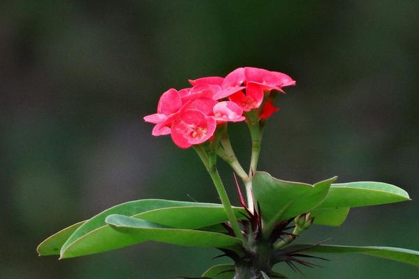 珊瑚花什么时候开花 珊瑚花花期是几月