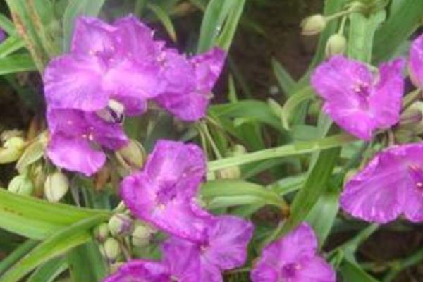 紫露草什么时候开花 紫露草有哪些品种