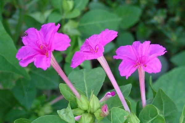 紫茉莉什么时候开花 紫茉莉花期是几月