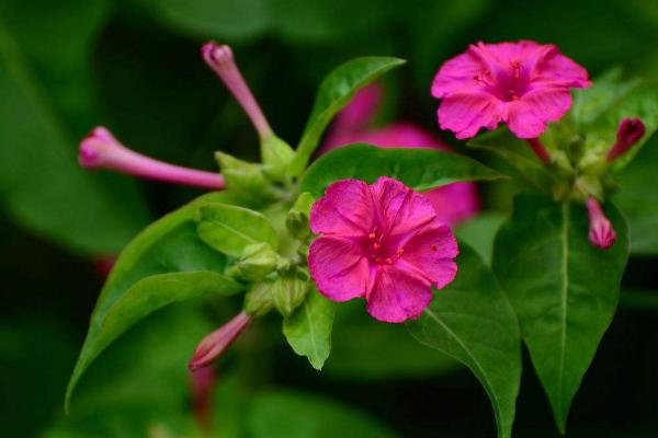 紫茉莉什么时候开花 紫茉莉花期是几月