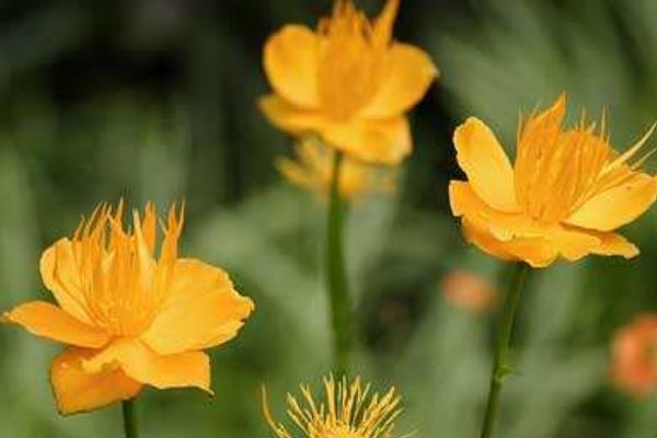 金莲花和金银花的区别是什么 金莲花的临床作用