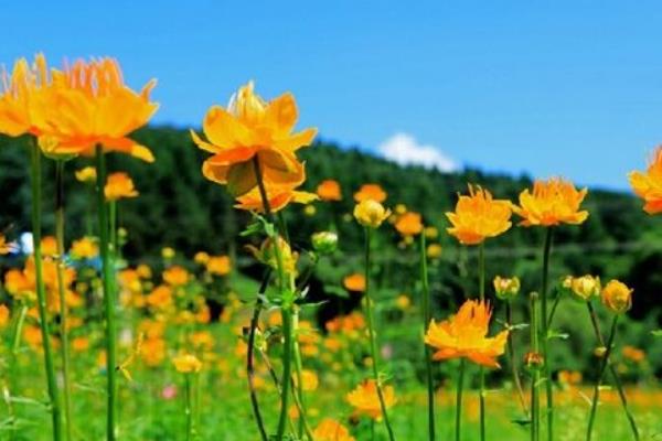 金莲花和金银花的区别是什么 金莲花的临床作用