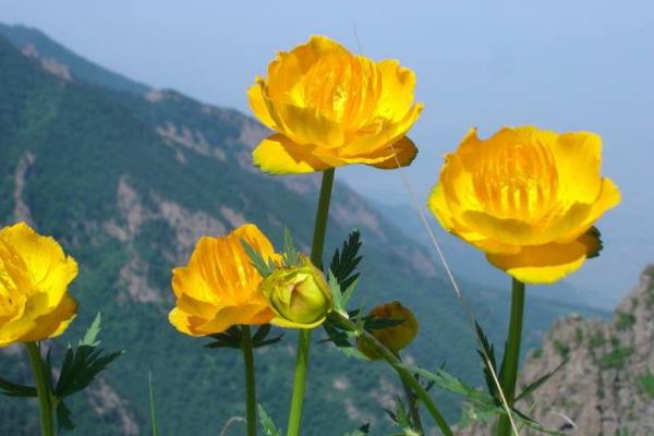 金莲花泡水用几朵 金莲花茶可以长期喝吗