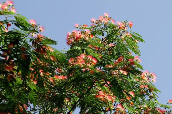 合欢花怎么治失眠 合欢花茶和什么一起泡好