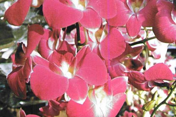 红花石斛什么时候开花 红花石斛花期是几月