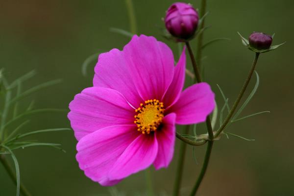 波斯菊是格桑花吗 波斯菊和格桑花的区别是什么