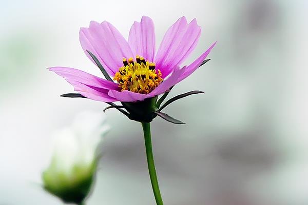 波斯菊是格桑花吗 波斯菊和格桑花的区别是什么