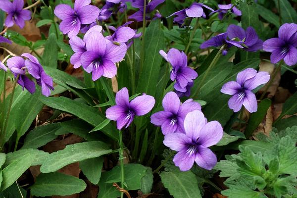 紫花地丁怎么吃 紫花地丁有毒吗