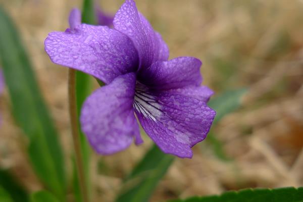 紫花地丁怎么吃 紫花地丁有毒吗