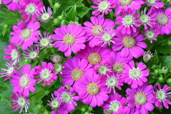 瓜叶菊什么时候开花（花期是几月） 瓜叶菊一年开几次花