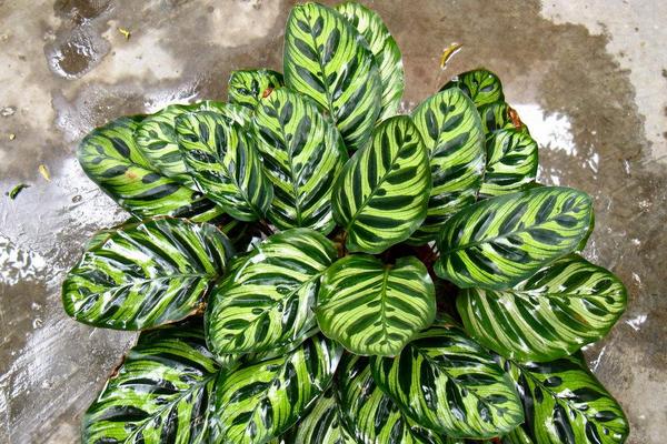 天鹅绒竹芋怎么养 天鹅绒竹芋的养殖方法与注意事项