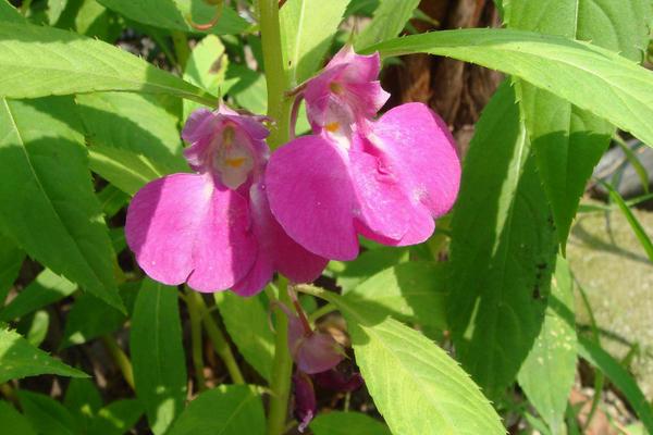 凤仙花染指甲有害吗 凤仙花蔫了怎么办