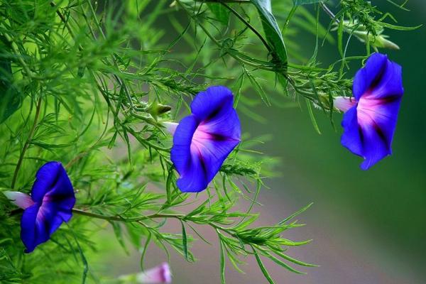 牵牛花和喇叭花一样吗 牵牛花是喇叭花吗