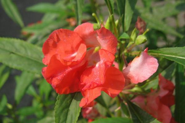 凤仙花染指甲有害吗 凤仙花蔫了怎么办