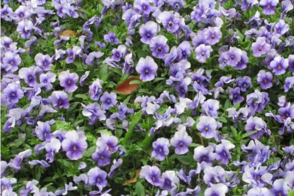 紫罗兰什么时候开花（几月） 紫罗兰是什么味道