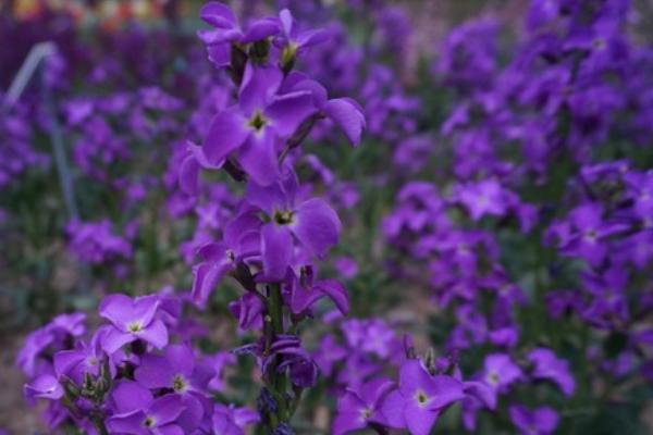 紫罗兰什么时候开花（几月） 紫罗兰是什么味道