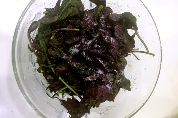 新鲜紫苏怎么保存 紫苏能放在冰箱里保存吗