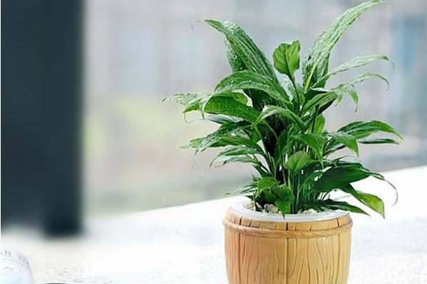 银皇后和万年青的区别是什么 银皇后简介 