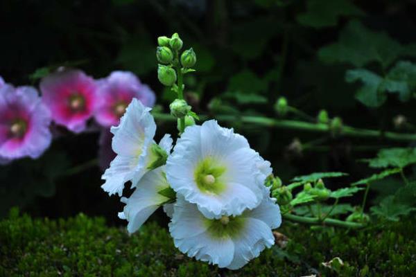 蜀葵图片大全 蜀葵的花语