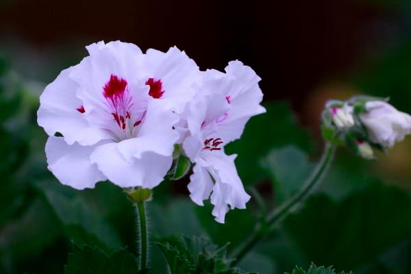 报春花什么时候开花 报春花冬天能开吗