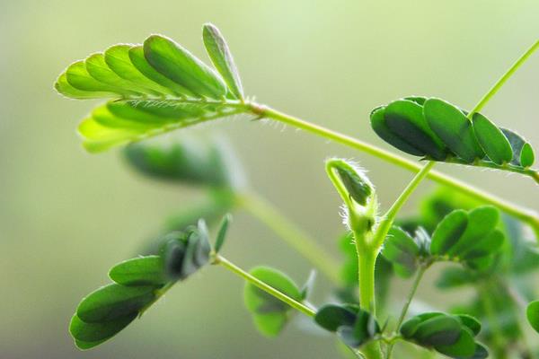 含羞草怎么浇水 含羞草怎么繁殖