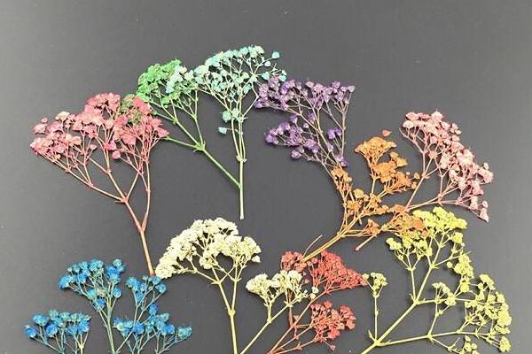 满天星什么时候开花（几月） 满天星的养殖方法和注意事项