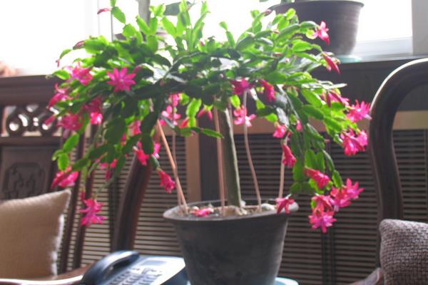 蟹爪兰一年开几次花(什么时候开) 蟹爪兰不开花怎么办