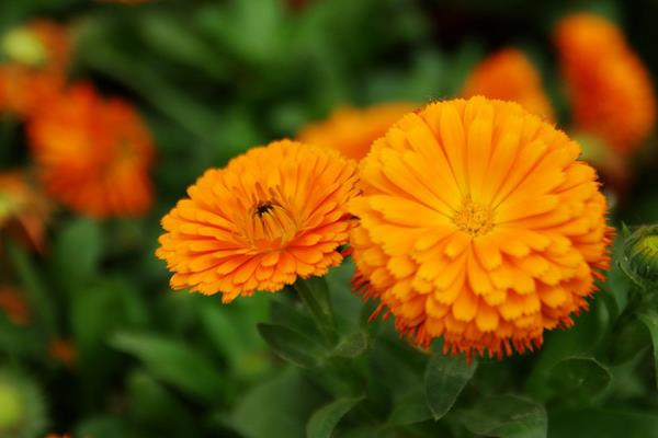 向日葵、非洲菊、太阳花的区别是什么 向日葵的品种