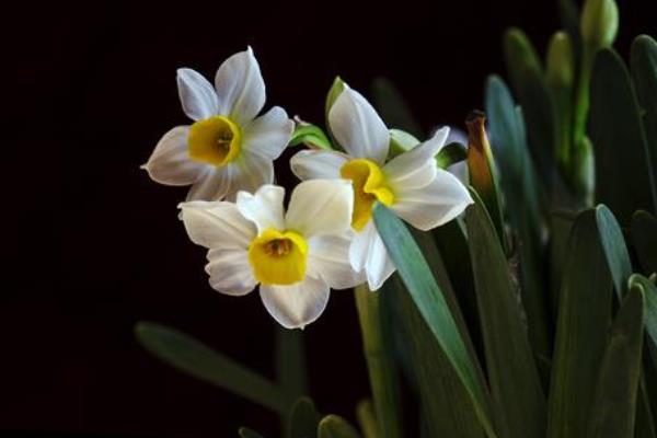 关于水仙花的诗歌（诗句）有哪些 水仙花的花语