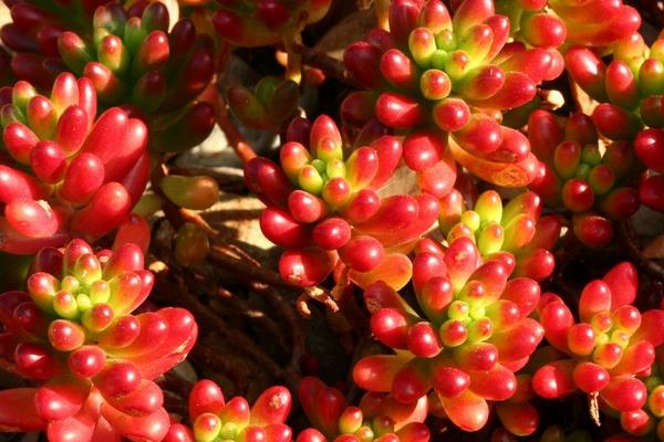 虹之玉多肉开花吗 虹之玉夏天怎么养（度夏方法）