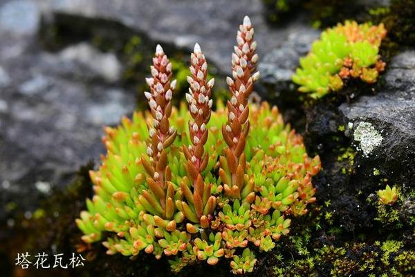 塔花瓦松多肉植物有哪些 瓦松养殖方法与注意事项