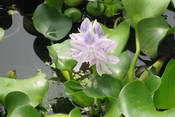 水葫芦开花吗 水葫芦的生长习性