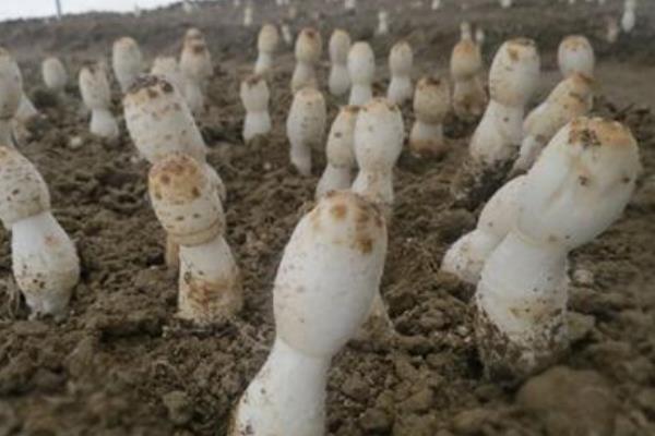 鸡腿菇亩产量有多少 鸡腿菇种植利润效益