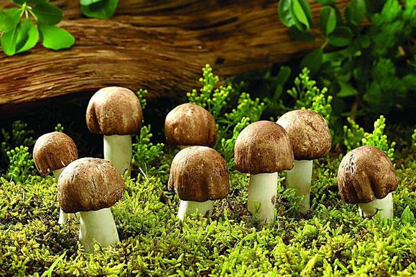 蘑菇长在什么地方 新鲜蘑菇怎么保存