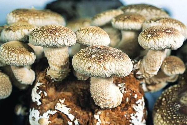 蘑菇长在什么地方 新鲜蘑菇怎么保存