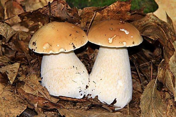 蘑菇不能和什么一起吃 怎么分辨蘑菇是否有毒