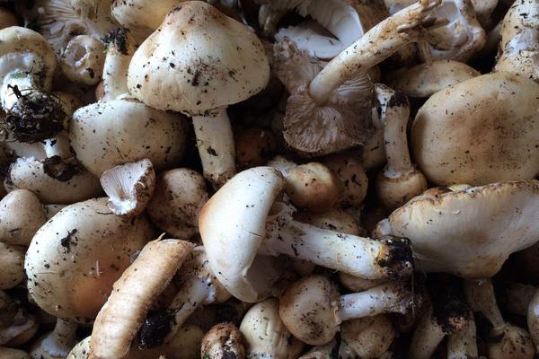 蘑菇不能和什么一起吃 怎么分辨蘑菇是否有毒