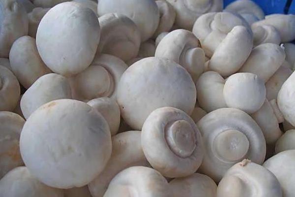 新鲜蘑菇怎么保存 蘑菇放久了还能吃吗