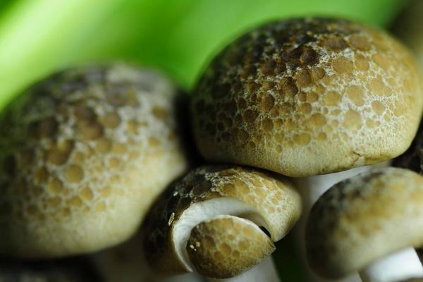新鲜蘑菇怎么保存 蘑菇放久了还能吃吗